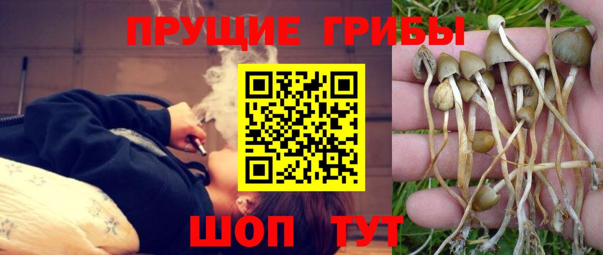 Псилоцибиновые грибы MAGIC MUSHROOMS  Псилоцибиновые грибы прущие грибы  Отрадное  Вход с VPN 
